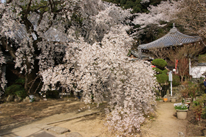 阪南 山中渓『地福寺』